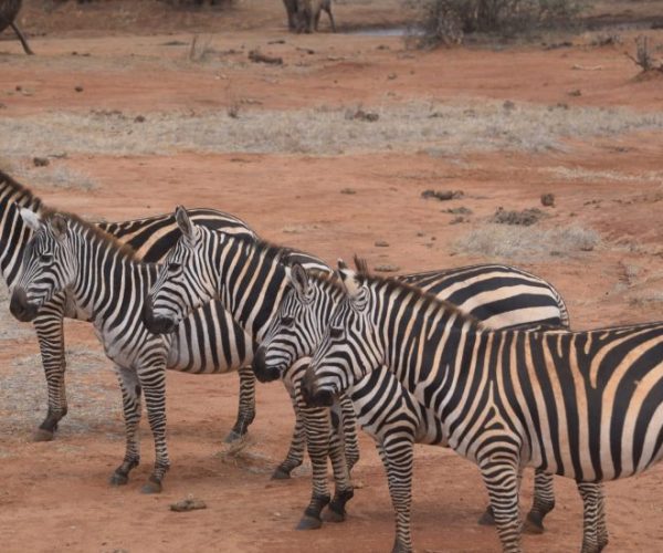 swala-safari-6-qqnzv7edwg86n2gf0z4pfk3jslvu5pxv8mtim81xfg