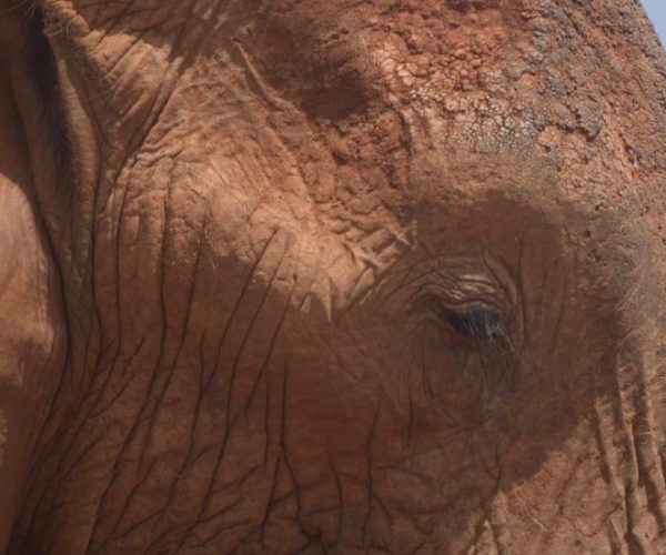 swala-safari-8-qqnzv9a2a4araadopzxykjmgzdmkl45bww4hkrz530