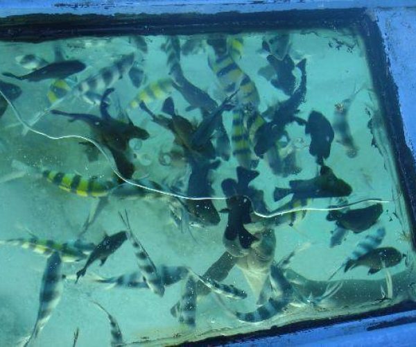 the-baobab-baobab-beach