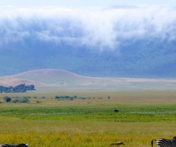 twiga-1-qqo0a448aumwsessyx4ohanqzmef8w4lmfbrn7y4qk