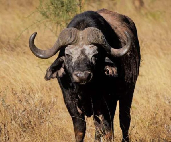 twiga-10-qqo0aap3movx1oj8whz2gqzz5bhzqrupzbw605odj0