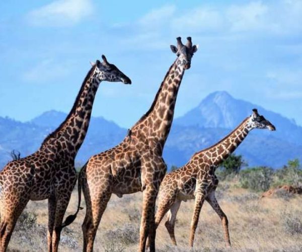 twiga-11-qqo0aap3movx1oj8whz2gqzz5bhzqrupzbw605odj0