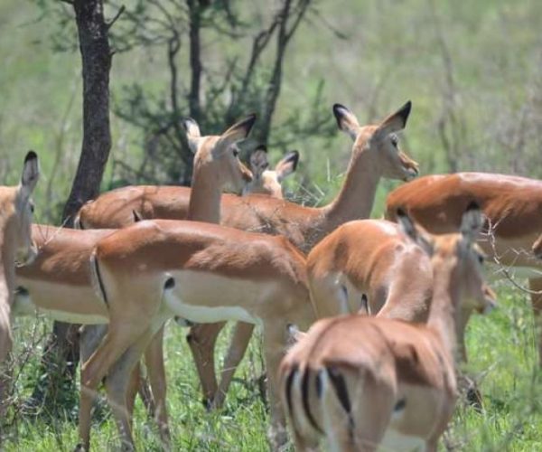 twiga-4-qqo0a522hoo740rftfjb1sf7l09sgl8byjz94hwqkc