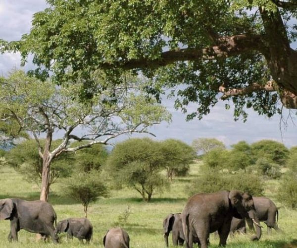 twiga-5-qqo0a5zwoiphfmq2nxxxma6o6e55oac2aomqlrvce4