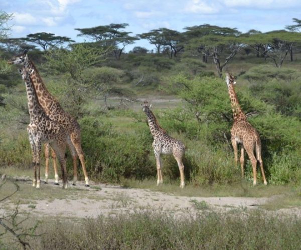 twiga-6-scaled-qqo0a6xqvcqrr8opigck6ry4rs0ivzfsmta831ty7w