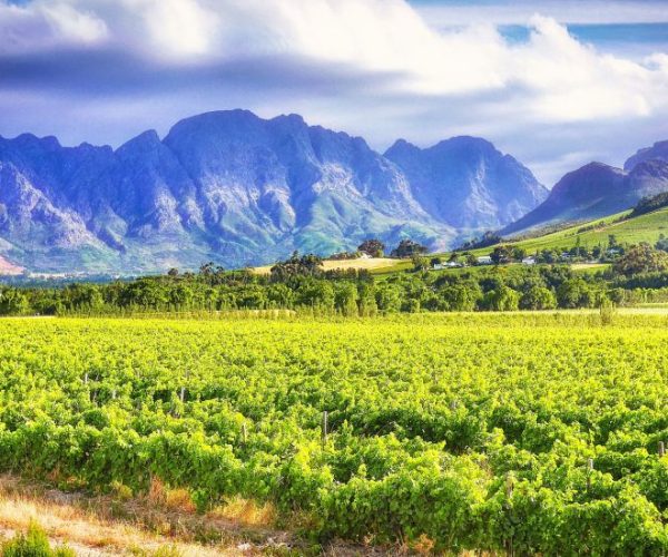 vineyard-g5a04fdc0b_1920-qqo0alz5wpbcx02v2mulao5i9xyeb53i0vpzrh7ngc