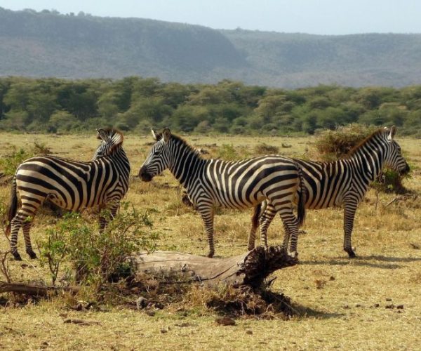 zebra-2034004_1920-qqo0b2w9bpyipzeabu5vjjvsyvn05oyo37gqegikcc