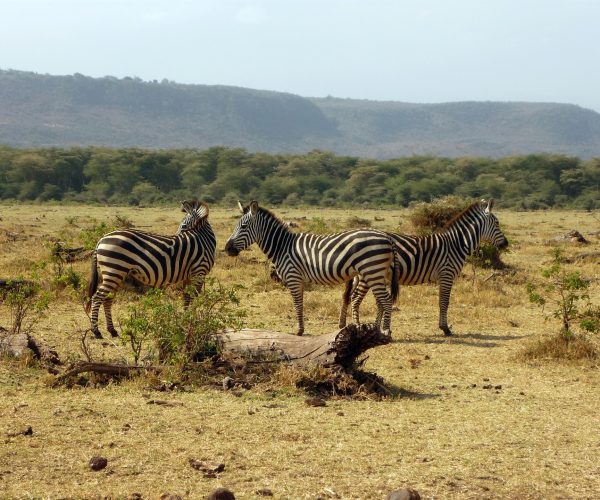 zebra-2034004_1920