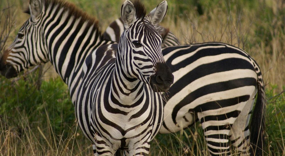 zebra-gecd169e26_1920