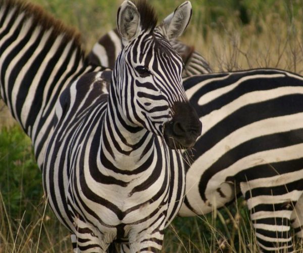 zebra-gecd169e26_1920-qqo0b4rxpe13d7bk0uz4ojeq5ndql364rgrpd0frzw