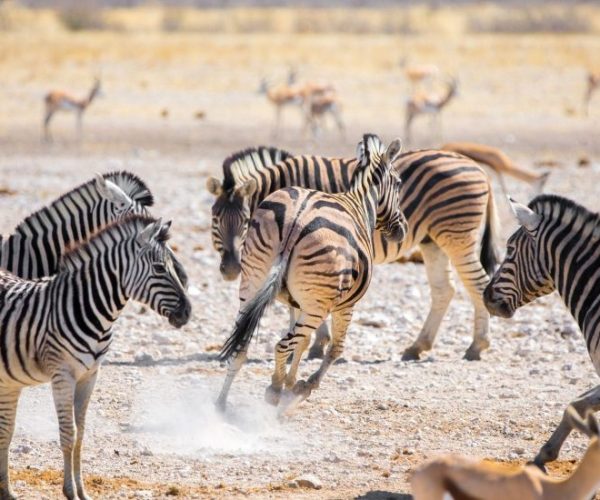 zebras-gfef8ac58c_1920-qqo0b6nm323o0f8tpvsdtixncf4h0hdlfq2obkczng